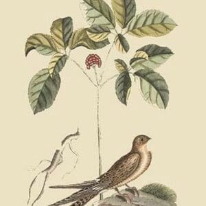 Whipoorwill by Mark Catesby #2 - Art Print