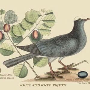 White Crown Pigeon by Mark Catesby #2 - Art Print