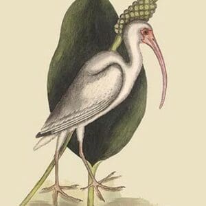 White Curlew by Mark Catesby #2 - Art Print