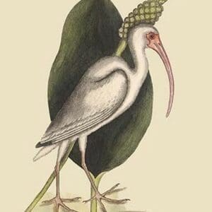 White Curlew by Mark Catesby - Art Print