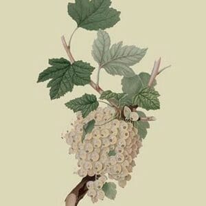 White Dutch Currant by William Hooker #2 - Art Print