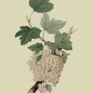 White Dutch Currant by William Hooker - Art Print