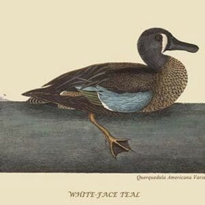 White Face Teal by Mark Catesby #2 - Art Print
