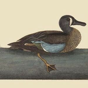 White Face Teal by Mark Catesby - Art Print