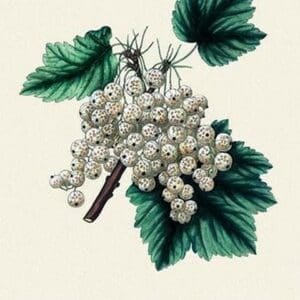 White Grape Currant - Art Print