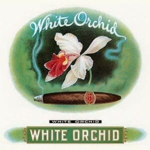 White Orchid - Art Print