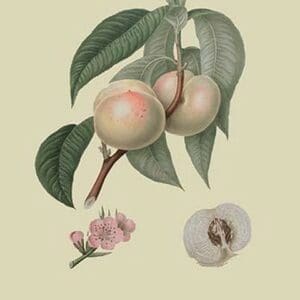 White or Flander's Nectarine by William Hooker #2 - Art Print
