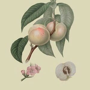 White or Flander's Nectarine by William Hooker - Art Print