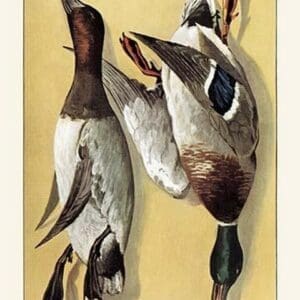 Wild Ducks - Art Print