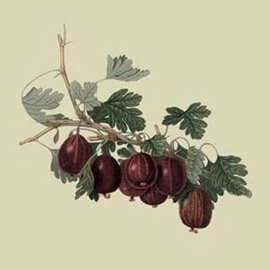 Wilmot's Early Red Gooseberry by William Hooker - Art Print