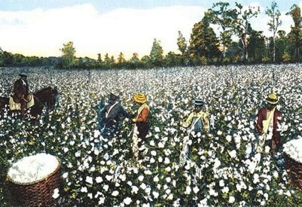 Workers in Cotton Field - Art Print