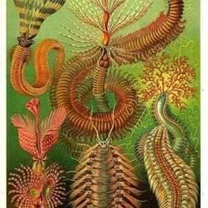 Worms by Ernst Haeckel - Art Print