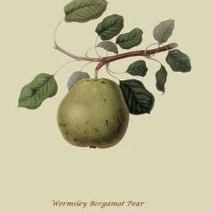 Wormsley Bergamot Pear by William Hooker #2 - Art Print