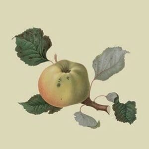 Wormsley Pippin - Apple by William Hooker - Art Print