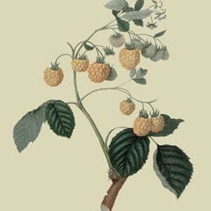 Yellow Antwerp Raspberry by William Hooker #2 - Art Print