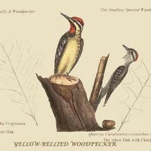 Yellow Bellied Woodpecker by Mark Catesby #2 - Art Print