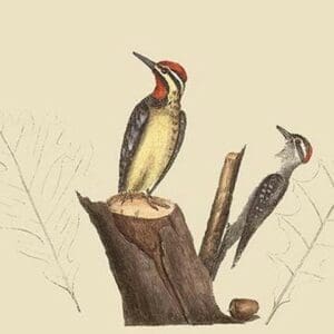 Yellow Bellied Woodpecker by Mark Catesby - Art Print