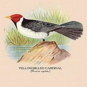 Yellow-Billed Cardinal by Arthur Gardiner Butler - Art Print