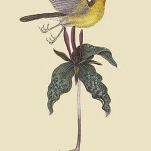 Yellow-Breasted Chat by Mark Catesby - Art Print