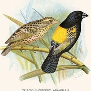Yellow Shouldered Weaver by Frederick William Frohawk #2 - Art Print
