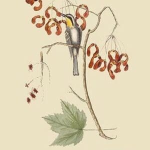 Yellow Throated Creeper by Mark Catesby #2 - Art Print
