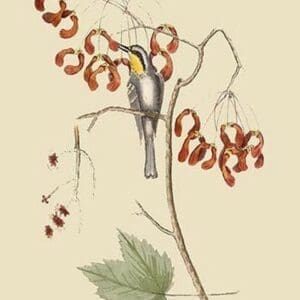 Yellow Throated Creeper by Mark Catesby - Art Print