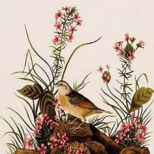 Yellow Winged Sparrow by John James Audubon - Art Print
