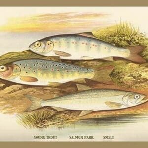 Young Trout