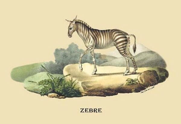 Zebre (Zebra) by E. F. Noel - Art Print